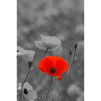 blackdownpoppy2