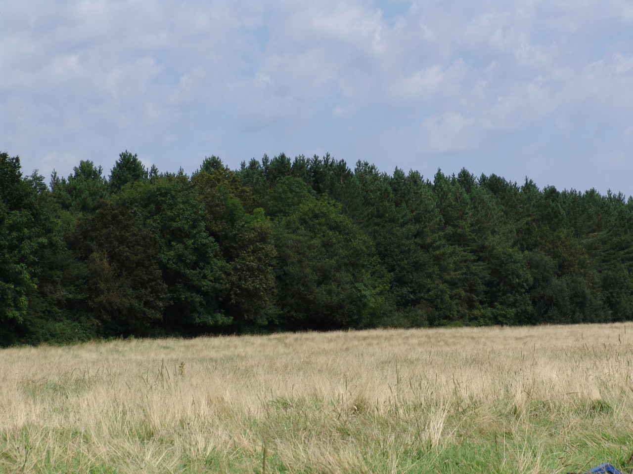 Back Field.jpg