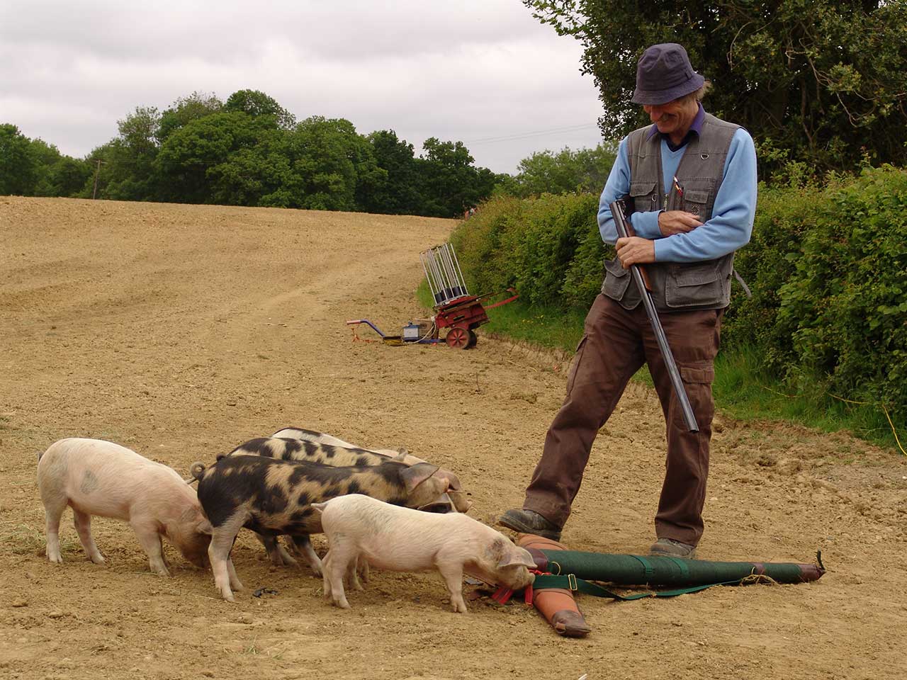 Northchapel Piglets.jpg Northchapel Piglets.jpg